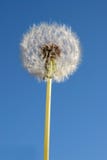 Dandelion Royalty Free Stock Images