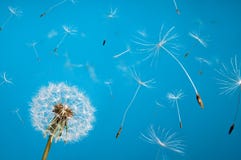 Dandelion Royalty Free Stock Images Dandelion Royalty Free Stock Images
