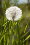 Dandelion Royalty Free Stock Images