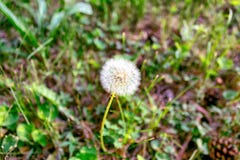 Dandelion on background of green grass royalty free stock photography Dandelion on background of green grass royalty free stock photography