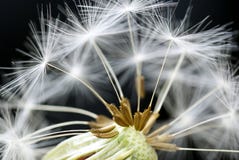 Dandelion Close Up Royalty Free Stock Photography
