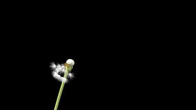 Dandelion, 3d animation