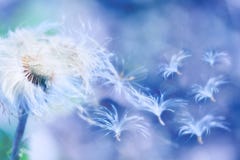 Dandelion dmuchanie Dandelion dmuchanie