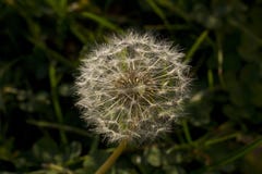 Dandelion in the field against the backdrop of the sun. royalty free stock image Dandelion in the field against the backdrop of the sun. royalty free stock image