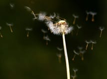 Dandelion Flower Spreading Seeds In The Wind Royalty Free Stock Image