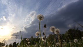 Storm clouds approaching over dandelion field