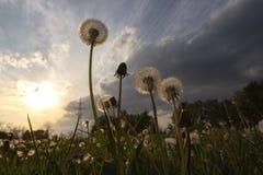 Dandelion flowers close up in the foreground, lit by sunset sun beyond the field, with storm clouds approaching