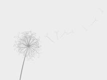 Dandelion In The Wind Royalty Free Stock Photography
