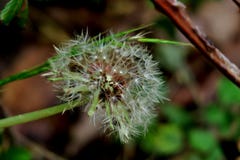 Dandelion with its seeds on a thin stalk close-up royalty free stock image Dandelion with its seeds on a thin stalk close-up royalty free stock image