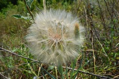 Dandelion kwiat przygotowywa uwalniać swój ziarna wiatr obraz royalty free Dandelion kwiat przygotowywa uwalniać swój ziarna wiatr obraz royalty free