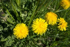 dandelion kwitnie kolor żółty Taraxacum obraz stock dandelion kwitnie kolor żółty Taraxacum obraz stock