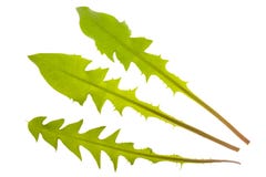Dandelion leaf stock image Dandelion leaf stock image