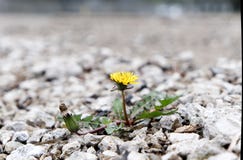 Dandelion między rockowym i ciężkim miejscem obrazy stock Dandelion między rockowym i ciężkim miejscem obrazy stock