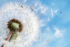 Dandelion rozpierzchania zegarowy ziarno zdjęcia stock Dandelion rozpierzchania zegarowy ziarno zdjęcia stock
