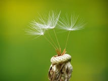 Dandelion seed royalty free stock image Dandelion seed royalty free stock image