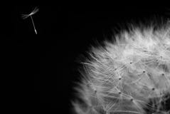 Dandelion seed flying away
