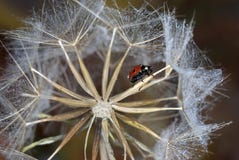 Dandelion seed in the form of a round pattern on one of which sits a ladybug on a brown background stock images Dandelion seed in the form of a round pattern on one of which sits a ladybug on a brown background stock images
