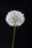 Dandelion seed head against dark backdrop stock image Dandelion seed head against dark backdrop stock image