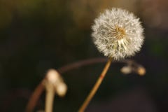 Dandelion Seed Head stock photography Dandelion Seed Head stock photography