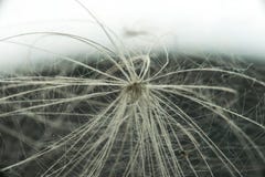 Dandelion seed under a strong increase. On a light background. Macro Stock Photos Dandelion seed under a strong increase. On a light background. Macro Stock Photos