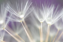 Dandelion Seeds Royalty Free Stock Images