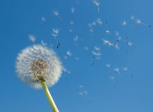 Dandelion Seeds Blow in Wind