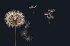 Dandelion Seeds Flying Next To A Flower On A Dark Blue Background Royalty Free Stock Images