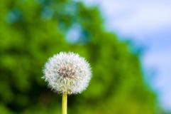 Dandelion Seeds In Sunlight On Spring Green Background, Macro, Close-up Stock Image
