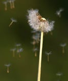 Dandelion Seeds In The Wind Royalty Free Stock Photos