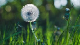 Dandelion słuchający nieznacznie ruszał się wiatrowym popiółem, ziarno spada puszkiem, światło słoneczne racami i round bokeh mig zbiory Dandelion słuchający nieznacznie ruszał się wiatrowym popiółem, ziarno spada puszkiem, światło słoneczne racami i round bokeh mig zbiory