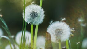 Dandelion słuchający nieznacznie ruszał się wiatrowym popiółem, ziarno spada puszkiem, światło słoneczne racami i round bokeh mig zbiory wideo Dandelion słuchający nieznacznie ruszał się wiatrowym popiółem, ziarno spada puszkiem, światło słoneczne racami i round bokeh mig zbiory wideo