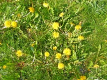 Dandelion, wiosna/kwitniemy tło fotografia stock Dandelion, wiosna/kwitniemy tło fotografia stock
