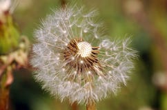 Dandelion With Pollen Stock Photo