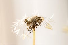Dandelion ziarna g?owa z few sia z lewej strony obrazy stock Dandelion ziarna g?owa z few sia z lewej strony obrazy stock