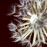 Dandelion ziarna pappus i g?owa obraz stock Dandelion ziarna pappus i g?owa obraz stock