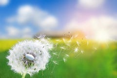 Dandelion ziarna w świetle słonecznym dmucha daleko od przez świeżego zielonego ranku tło obrazy royalty free Dandelion ziarna w świetle słonecznym dmucha daleko od przez świeżego zielonego ranku tło obrazy royalty free