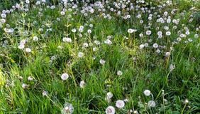 Dandelions On Meadow Royalty Free Stock Photos