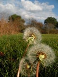 Dandelions In Seed stock photo Dandelions In Seed stock photo