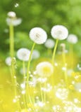 Dandelions, Summer Flowers Stock Photos