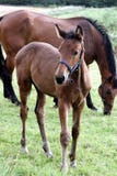 Danish Horses Stock Photo