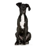 Danois grand image stock Danois grand image stock