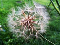 Dans le jardin, homefield photos stock Dans le jardin, homefield photos stock