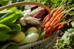 dans le panier de récolte : betteraves, oignons, ail, carottes dehors photographie stock libre de droits dans le panier de récolte : betteraves, oignons, ail, carottes dehors photographie stock libre de droits
