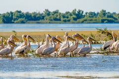 Danube Delta common sight the Pelican colony on Fortuna Lake royalty free stock photography Danube Delta common sight the Pelican colony on Fortuna Lake royalty free stock photography