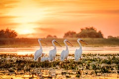Danube Delta Romania Pelicans At Sunset On Lake Fortuna Royalty Free Stock Photos Danube Delta Romania Pelicans At Sunset On Lake Fortuna Royalty Free Stock Photos