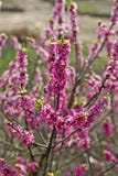Daphne-mezereum, allgemein bekannt als Februar-daphne mezereon, ich lizenzfreie stockbilder Daphne-mezereum, allgemein bekannt als Februar-daphne mezereon, ich lizenzfreie stockbilder