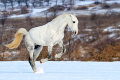 Dapple szarego końskiego cwałowanie w śnieżnym polu zdjęcia stock Dapple szarego końskiego cwałowanie w śnieżnym polu zdjęcia stock