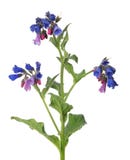Dark Blue And Red Wild Flower Isolated On White Stock Photo