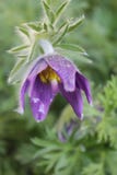 Dark blue anemone, on a flowerbed. royalty free stock photo Dark blue anemone, on a flowerbed. royalty free stock photo