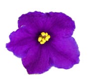 Dark Blue Five Petals Violet Royalty Free Stock Photos Dark Blue Five Petals Violet Royalty Free Stock Photos